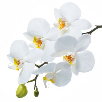 Стол обеденный Танго белый/Орхидея в Подтёсово - podtyosovo.mebel54.com | фото